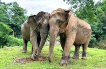 Half day tour to admire elephants and enjoy Thai nature