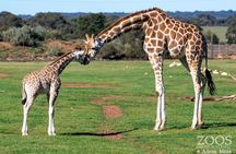 Adelaide Zoo General Admission Tickets