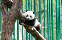 Chengdu private customized city tour