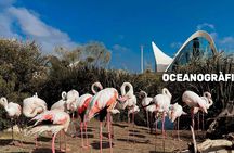 Valencia 5 attractions MegaPass Premium with Oceanogràfic and Science Museum