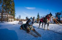 Self-Driving Husky Mushing Winter Adventure with BBQ from Rovaniemi