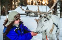 Reindeer safari at a 200-year-old farm with 2.5 km sled ride