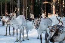 Reindeer safari at a 200-year-old farm with 2.5 km sled ride