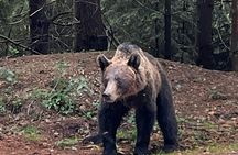 Libearty Bear Sanctuary and Bran Castle private full-day tour