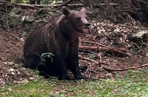 Libearty Bear Sanctuary and Bran Castle private full-day tour