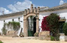 Seville Bodegas Góngora sensory tour with tasting experience