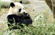 A Panda-themed adventure for families