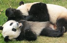 A Panda-themed adventure for families