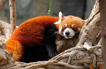 Red panda and Dujiangyan private tour