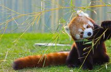 Red panda and Dujiangyan private tour