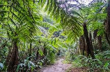 Leshan Giant Buddha private tour and Jurassic expedition