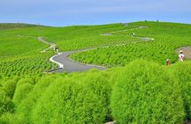 Full-day Garden of Light and Ibaraki's Scarlet Kochia guided tour