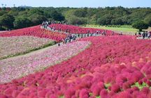 Full-day Garden of Light and Ibaraki's Scarlet Kochia guided tour