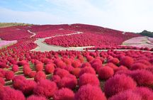 Full-day Garden of Light and Ibaraki's Scarlet Kochia guided tour