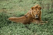 Ngorongoro Crater and Tarangire 3-day private safari from Zanzibar