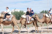 Half-day Hammamet countryside caravan with traditional bread tasting