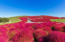 Full-day Garden of Light and Ibaraki's Scarlet Kochia guided tour
