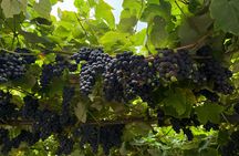 Etna wine tour and tasting