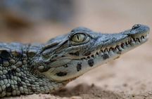 Djerba Explore complex tour with pick-up