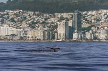 Whale watching boat cruise with transfer from Cape Town