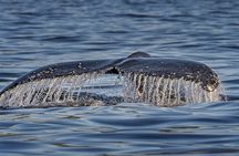 Whale watching boat cruise with transfer from Cape Town