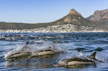 Whale watching boat cruise from Cape Town