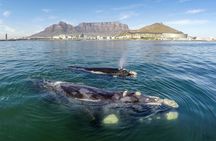 Whale watching boat cruise from Cape Town