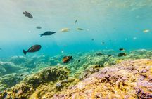 Krabi Lagoon boat tour with beach BBQ and bioluminescent swim