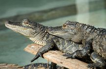 Florida wildlife adventure with Airboat Ride and Gatorland entry
