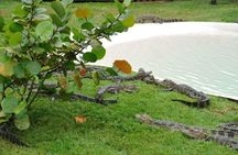 Florida wildlife adventure with Airboat Ride and Gatorland entry