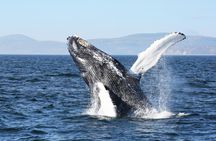Full-day whale-watching trip from Québec City