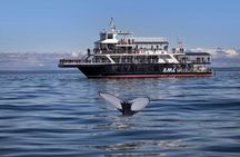 Full-day whale-watching trip from Québec City