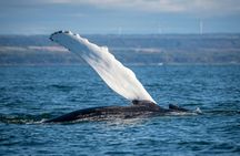 Full-day whale-watching trip from Québec City