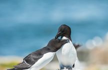 1000 Razorbills observation cruise