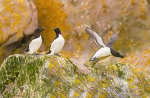 1000 Razorbills observation cruise