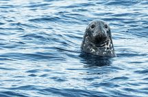 Baie-Sainte-Catherine whale watching cruise
