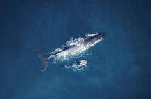 Tadoussac whale watching cruise