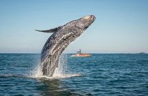 Charlevoix whale-watching cruise on a zodiac boat