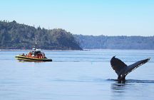 Charlevoix whale-watching cruise on a zodiac boat