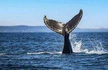 Charlevoix whale-watching cruise on a zodiac boat
