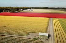 Drive-it-yourself electric car with tulip and flower fields audio tour