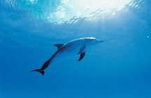 Dolphin encounter ticket at Isla Discovery