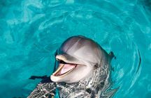 Dolphin encounter ticket at Isla Discovery