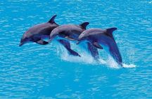 Isla Mujeres Catamaran Cruise & Dolphin Encounters