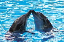 Catamaran & Dolphin Swim at Dolphin Discovery Isla Mujeres