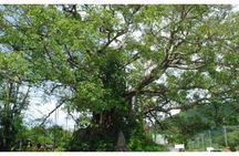 Hue countryside and Hai Van pass motorbike adventure