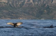 Whale watching boat cruise from Cape Town