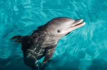 Puerto Aventuras dolphin swim adventure ticket