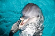 Puerto Aventuras dolphin swim adventure ticket