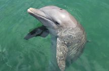 Puerto Aventuras dolphin swim adventure ticket